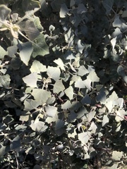 Chenopodium oahuense