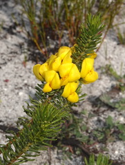 Cyclopia genistoides