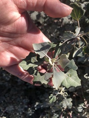 Chenopodium oahuense