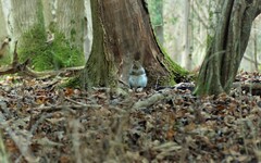 Sciurus carolinensis