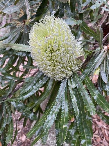 Banksia aemula (Banksia aemula)
