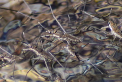 Aquarius chilensis