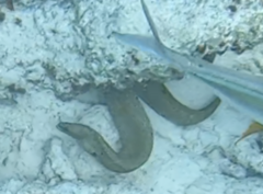 Gymnothorax miliaris