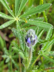 Lupinus bicolor