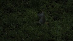 Sciurus carolinensis