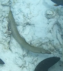 Gymnothorax miliaris