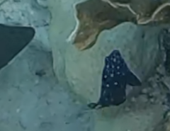 Microspathodon chrysurus