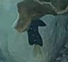 Microspathodon chrysurus