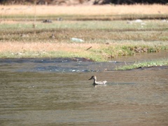Mareca strepera