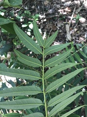 Ailanthus triphysa