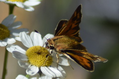 Hylephila fasciolata