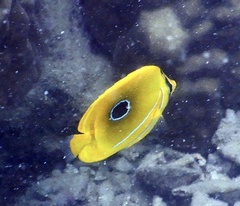 Chaetodon bennetti