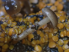 Lyophyllum anthracophilum