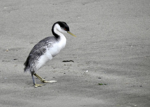 Western Grebe, photo 7 of 9