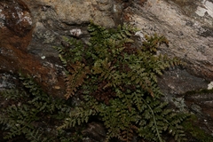 Asplenium montanum