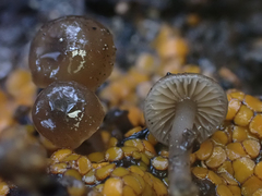 Lyophyllum anthracophilum