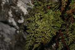 Asplenium montanum