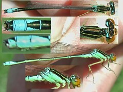 Enallagma antennatum