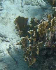 Millepora complanata