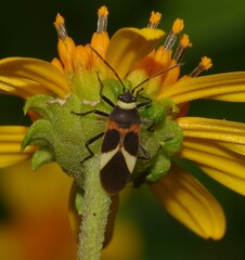 Craspeduchus variegatus