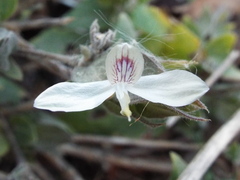 Carlowrightia arizonica