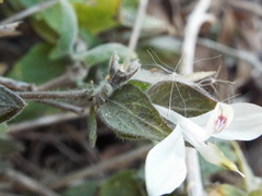 Carlowrightia arizonica