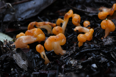 Cudonia spathulata