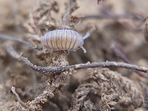 Arizona Pill-Bug photo 4