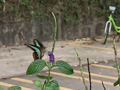 Graphium sarpedon
