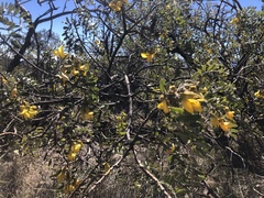 Sophora chrysophylla