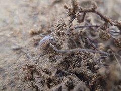 Venezillo arizonicus