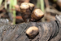 Nidulariaceae