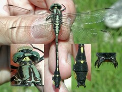 Gomphurus fraternus