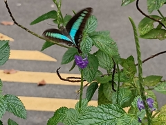 Graphium sarpedon