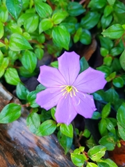 Heterotis rotundifolia