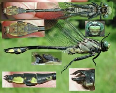 Gomphurus fraternus