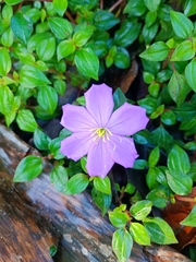 Heterotis rotundifolia