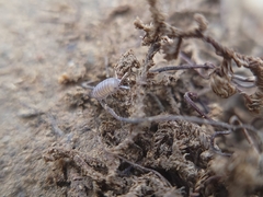 Venezillo arizonicus