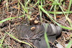 Nidulariaceae