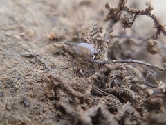 Venezillo arizonicus