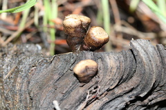 Nidulariaceae