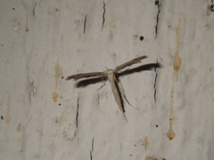 Pterophorinae