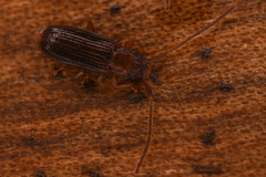Uleiota truncata