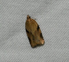 Clepsis spectrana