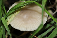Marasmius albogriseus