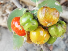 Malpighia glabra