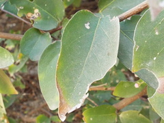 Malpighia glabra