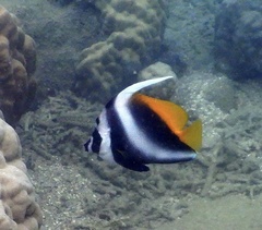 Heniochus singularius