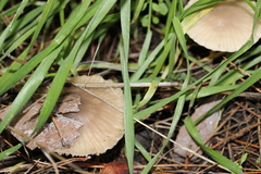 Marasmius albogriseus