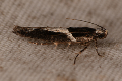Telphusa sedulitella